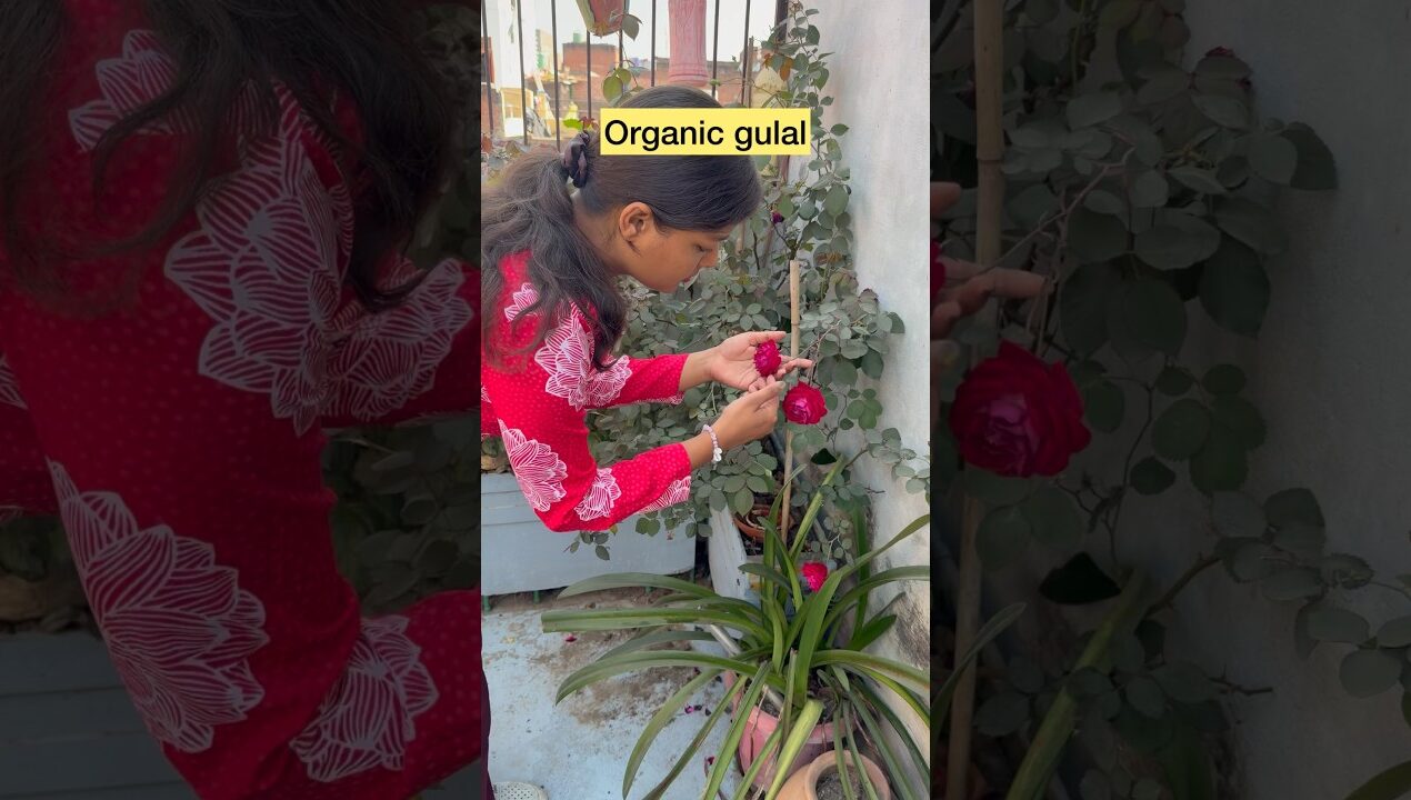 Organic colour #gulal  #holi #pink #yellow #diy #craft #mom #natural #shorts