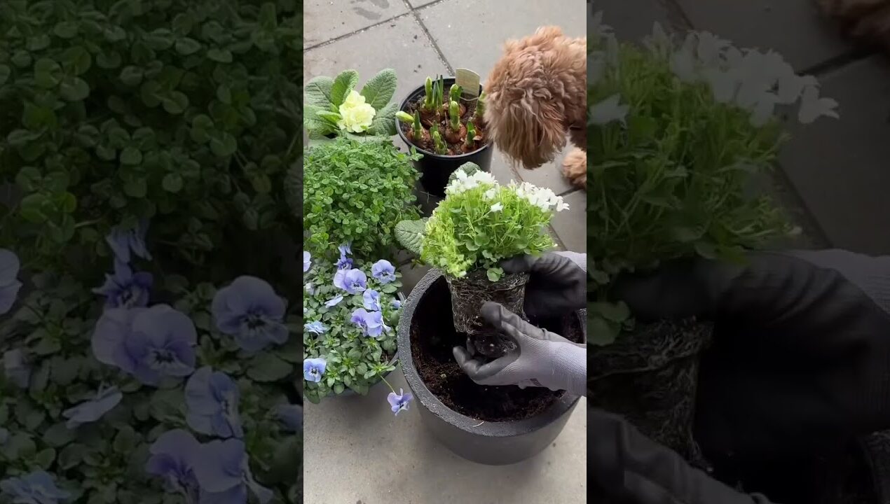 #diy #decor #home #short #gavinefaster