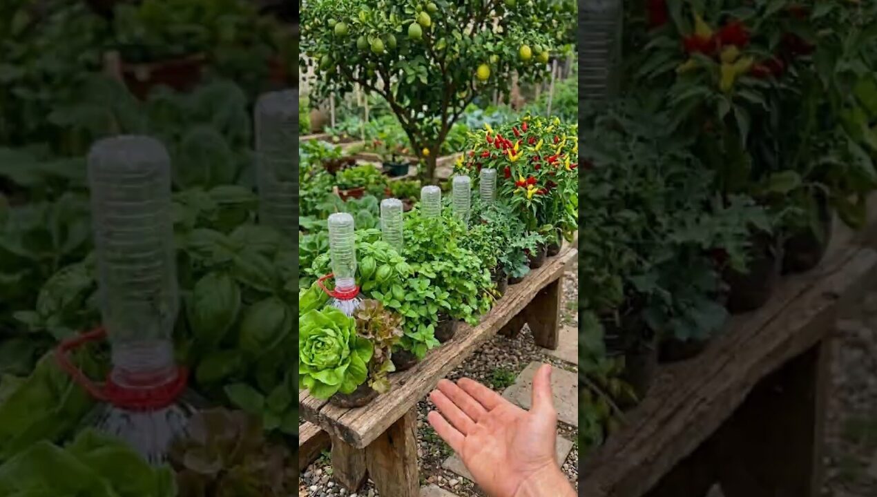 DIY Self-Watering Bottle Planter | Slow Drip Garden Hack #farminglife #farminglife #farming