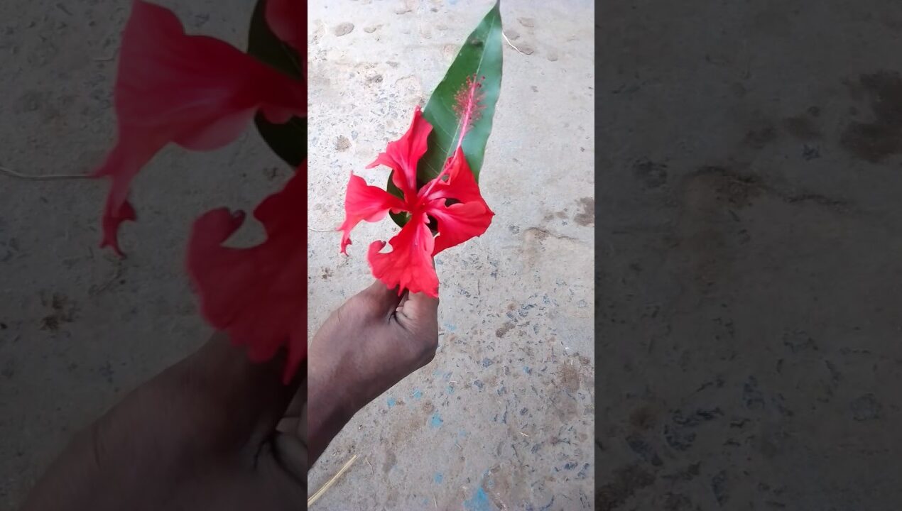 Creative Flower Idea From Mango Leaf#diy#ideas#flowers#fblifestyle