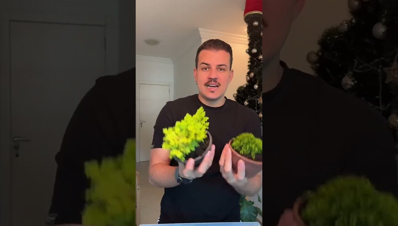 Quais plantas posso usar em terrário #plantas #terrario #nikplantas #diy