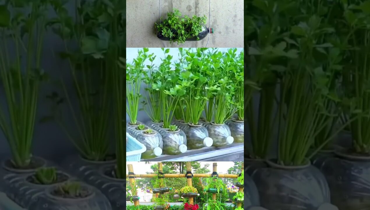 Easy coriander cultivation at home /YouTube shorts/reels videos