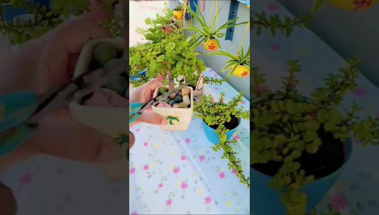 DIY jade plant Bonsai tree shape 🌱 decoration #diy #plants #tips #youtube #shorts