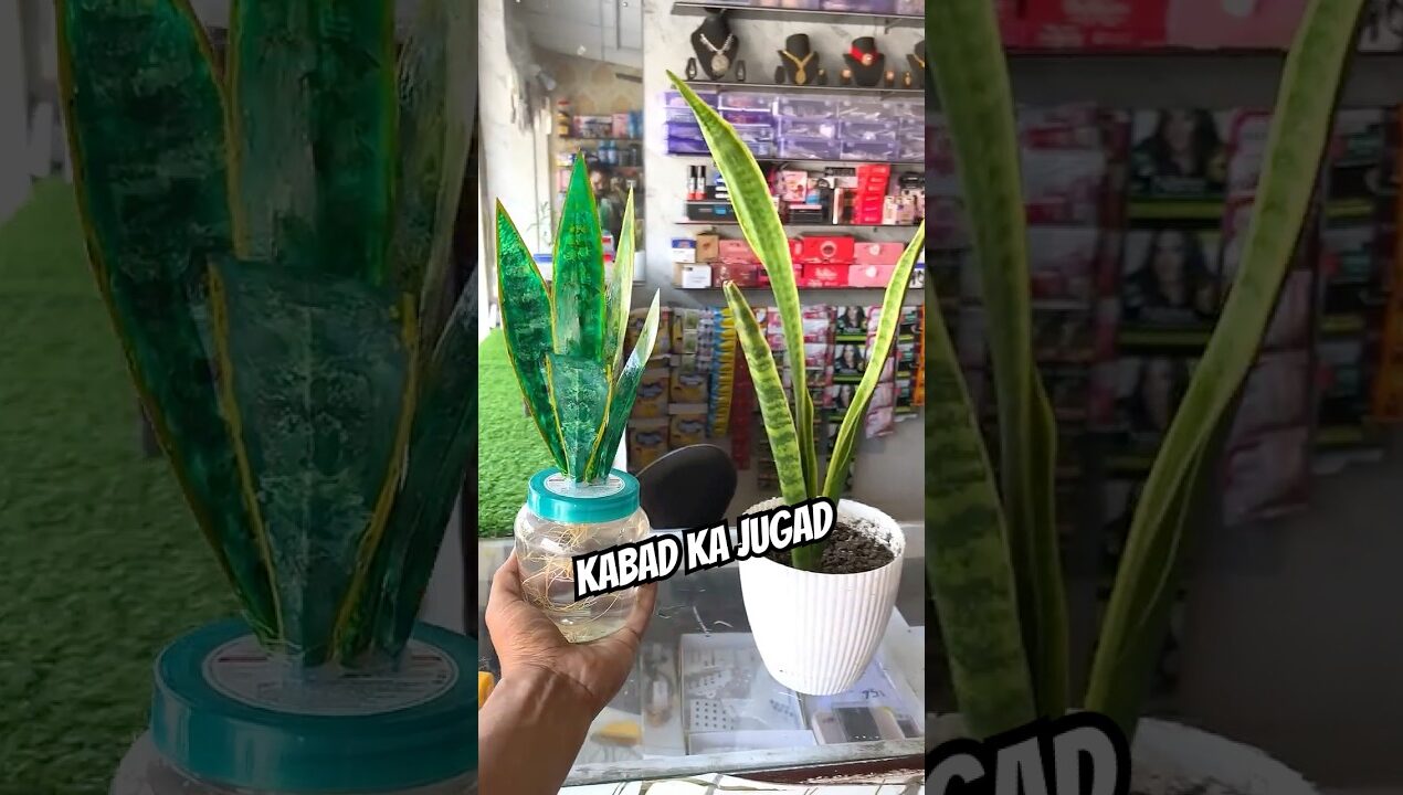Dukan ki Kabad dekh ke Aya Naya Idea 💡 #minivlog #plants #diy #craft #shopkeeper #shortvideo