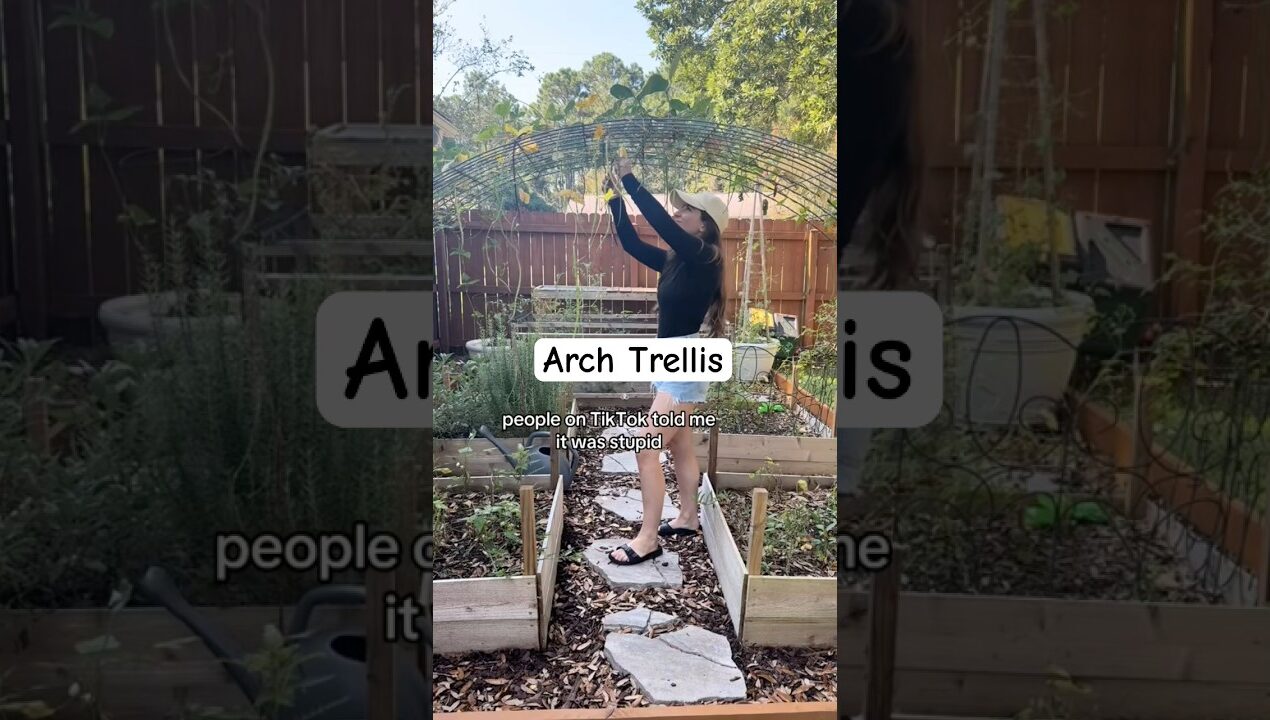 I love my mini arch trellis🪴👩‍🌾#gardendiy #diy #trellis