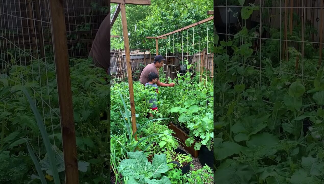 Economical DIY trellis worked!