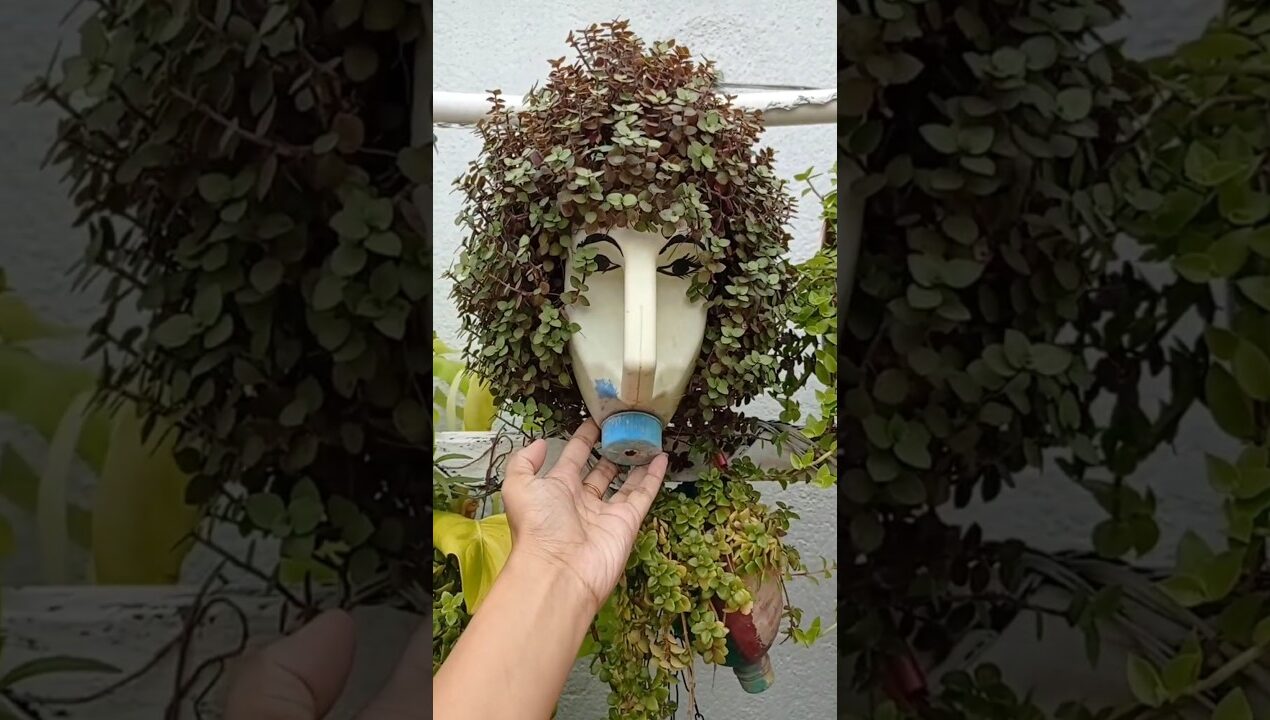 Hanging plant ideas for garden 💛 #trendingshorts #viralvideo