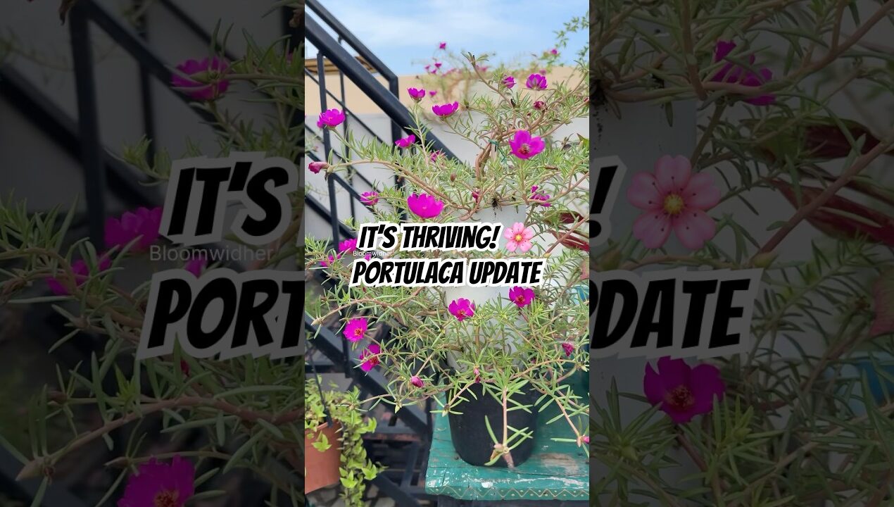 Portulaca Tower Update 🌸 | DIY Blooming Garden Idea #shorts #gardening #diygarden