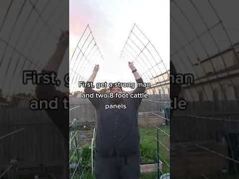 No Truck? How to build a cattle panel trellis' with two smaller panels! #gardentrellis #gardentips