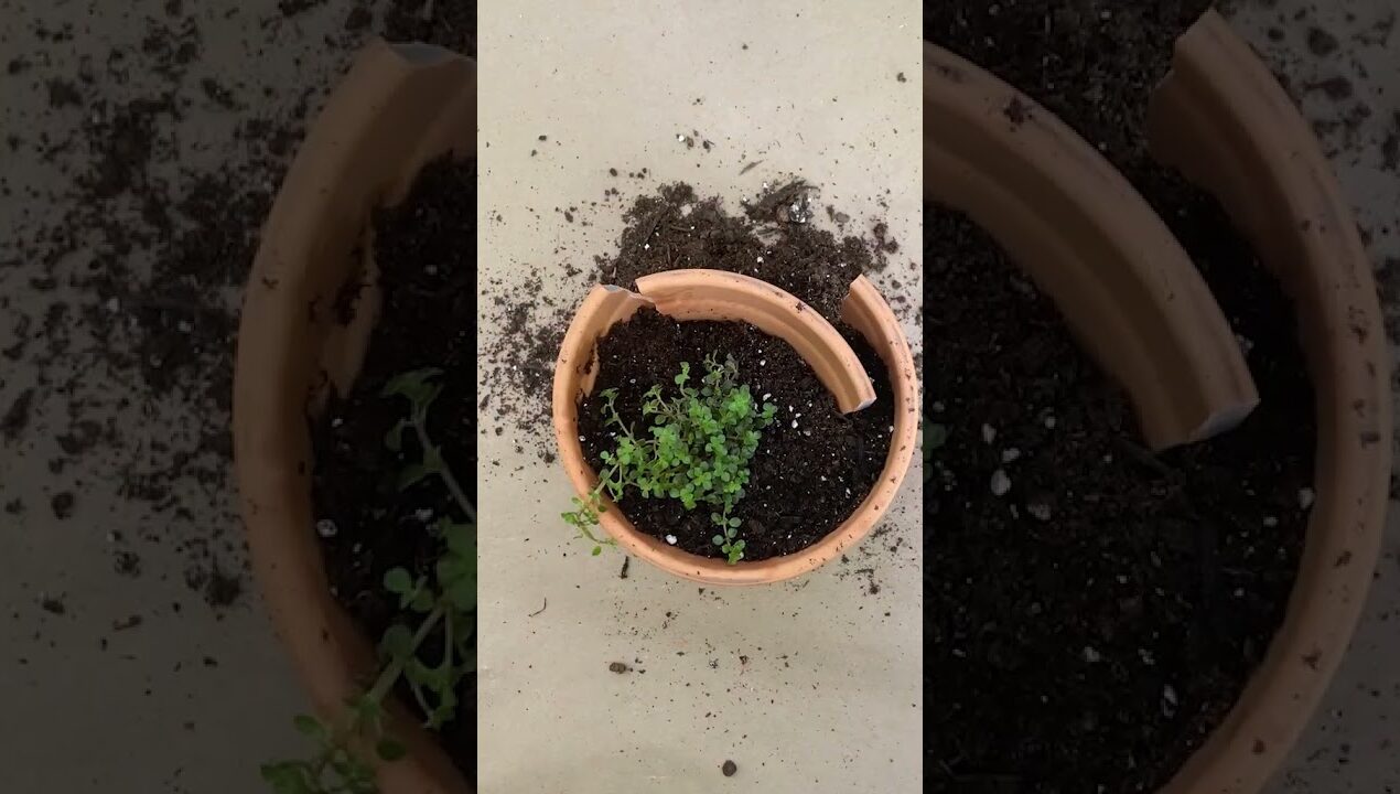 Make a DIY Fairy Garden Pot! #HGTVHandmade #Gardening #DIY