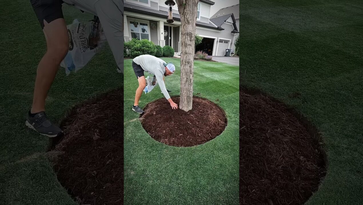 Transform your Tree Rings 🌳 #landscape #landscaping #tree #diy #projects #before #after