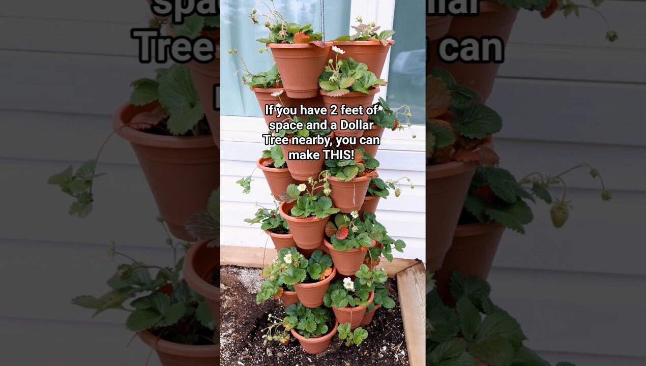 I made a vertical garden on a Dollar Tree budget! 🍓 #dollartreediy