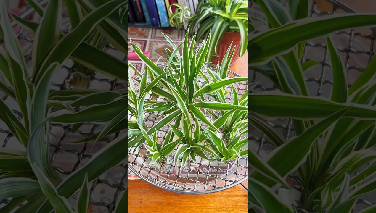 beautiful Gardening ideas. #gradening #growingup #garden #shorts #ideas