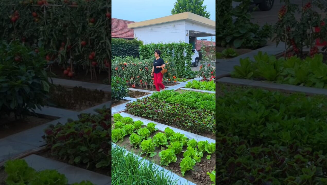 There is no surprise and no prosperity. Turning the vegetable garden into a flower garden.