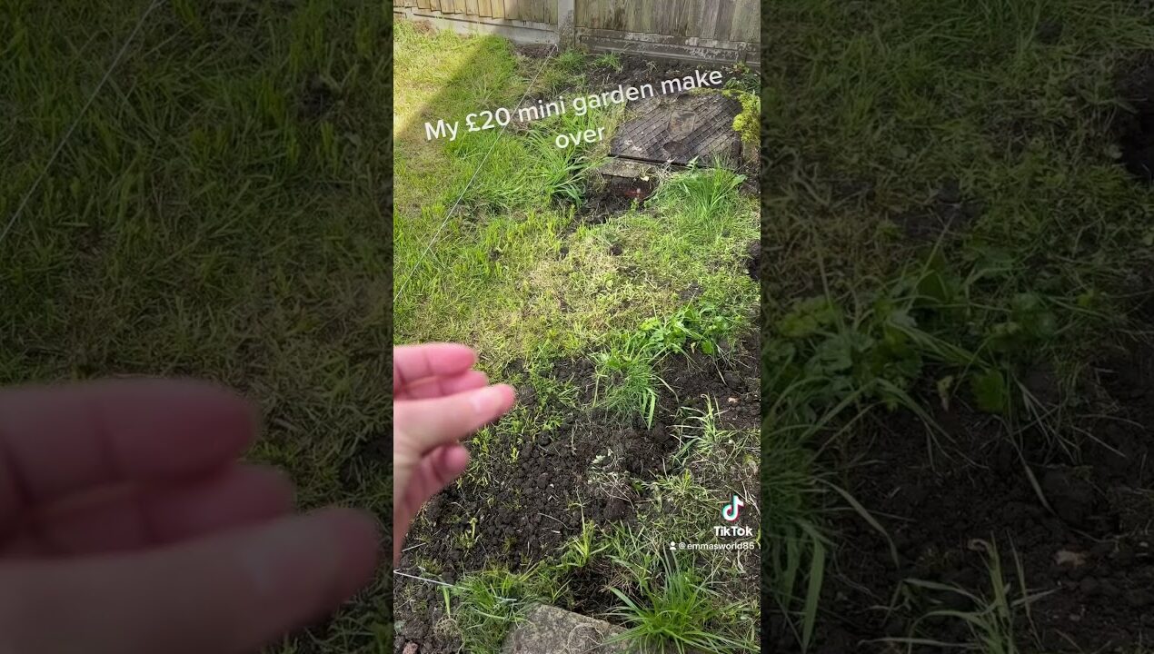 Garden makeover on a budget!