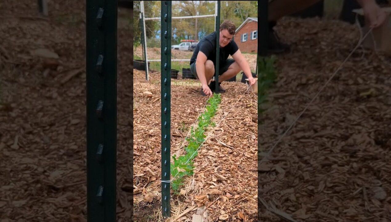 Cheapest Trellis That Works Great! #shorts