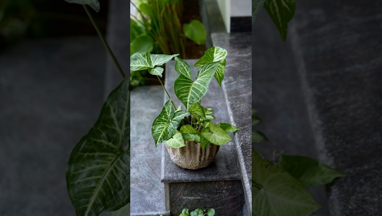 DIY leftover cement cloth planter #homeplants #handmadeplanter #garden  #gardenflowers #craftideas