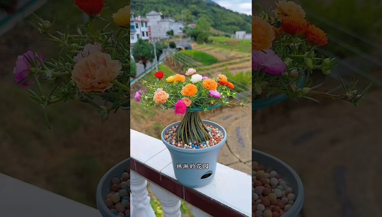 Best beautiful plants for home, #shorts #diy #craft #flowers #gardening