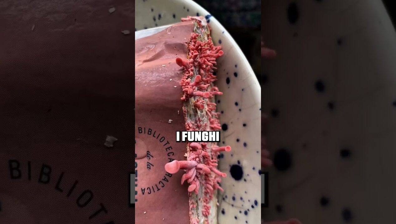 Questo metodo di coltivazione funghi è geniale #innovation #diy #shorts #viral