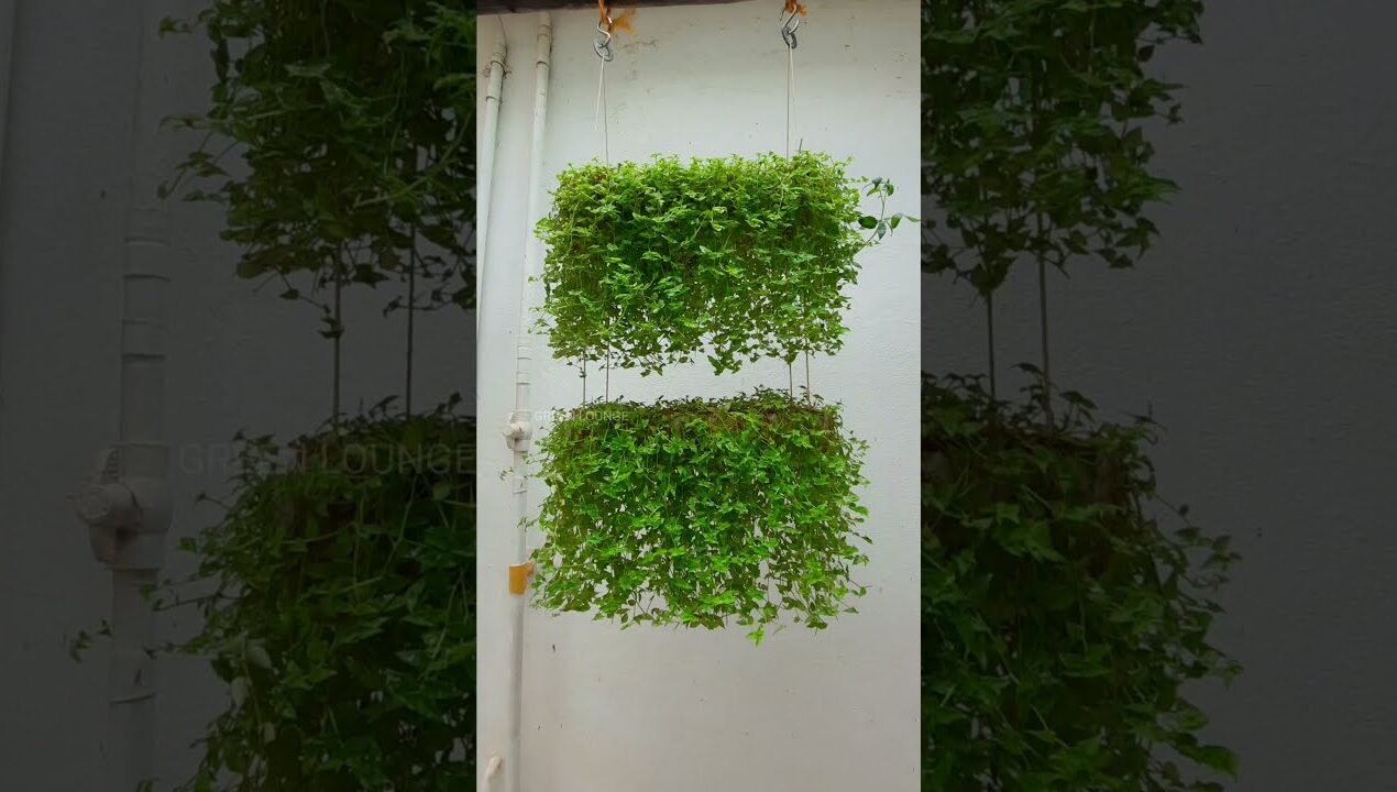 7 Beautiful and Creative Ways of Hanging Turtle Vine | Fast Growing Hanging Plant , link in Comment