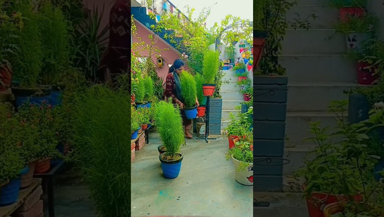 home entrance decor ideas garden decoration flowergarden overview# #trendingshorts #shortsfeed#viral