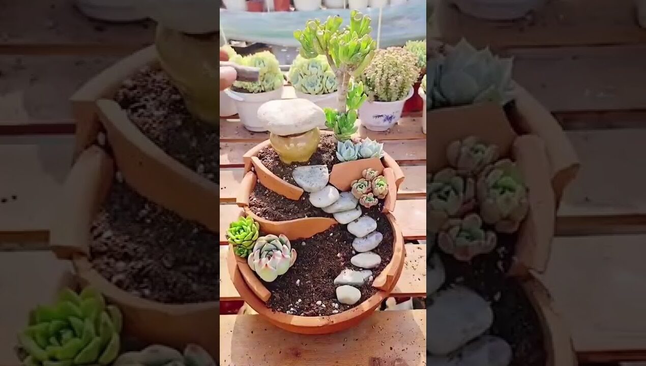 Succulent DIY ideas | Vuonsenda #shorts