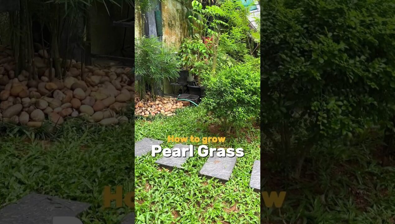 Pearl grass lawn making #pearlgrass #lawn #ytshorts #gardening