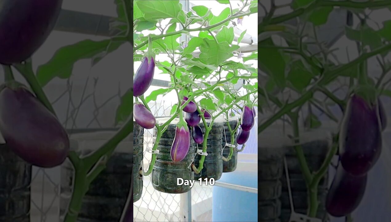Grow eggplant in plastic bottles #v87garden #eggplant  #gardening
