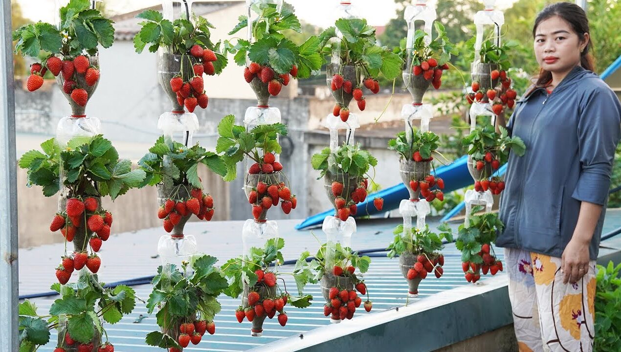 Turn Plastic Bottles Into A 3 Story Hanging Garden Filled With Delicious Strawberries