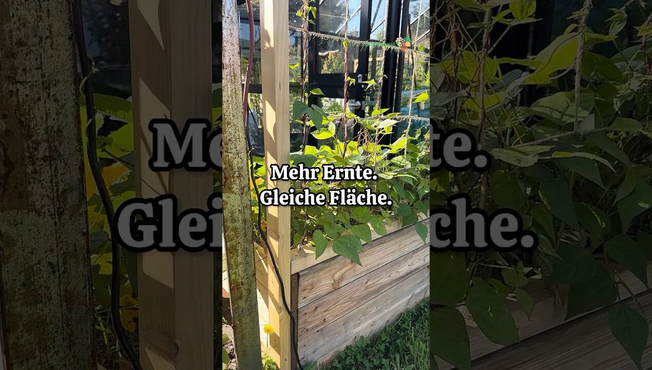 DIY Rankgerüst Bauanleitung #gemüsegarten