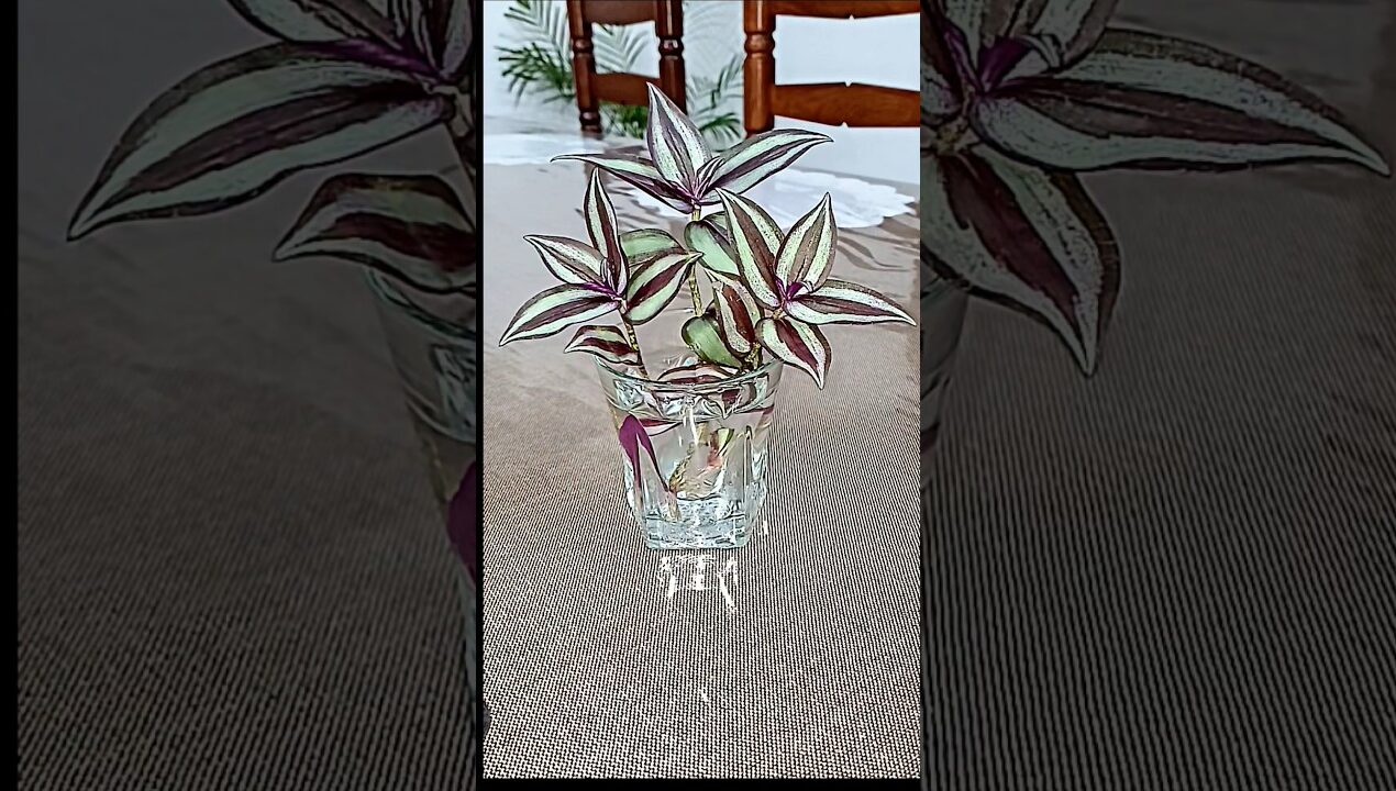 Wandering Jew Plant Jew Wandering #shorts #diy
