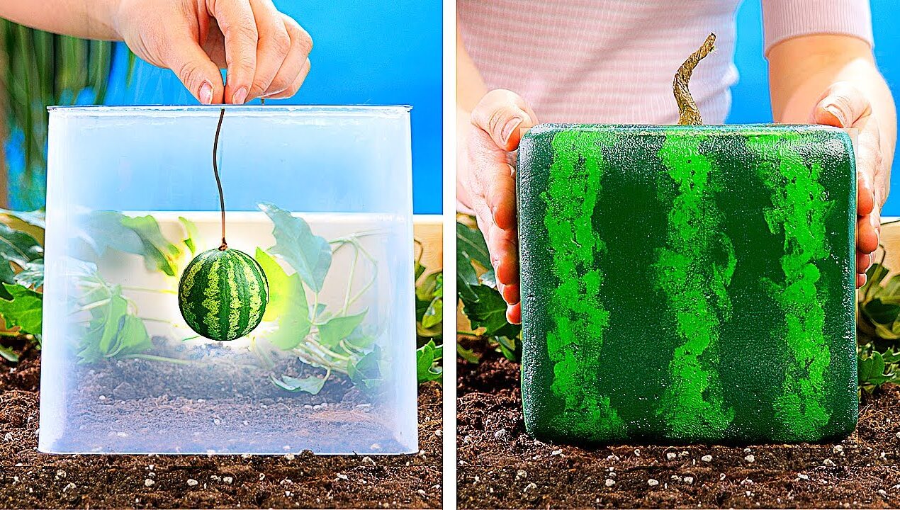 21 AMAZING PLANTS IDEAS || DIY Gardening Tricks You Should Know
