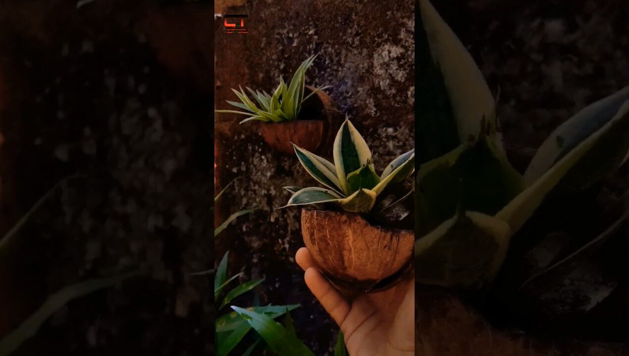 DIY: coconut shell planter Detailed video #creatorstechworld #plants #gardenideas