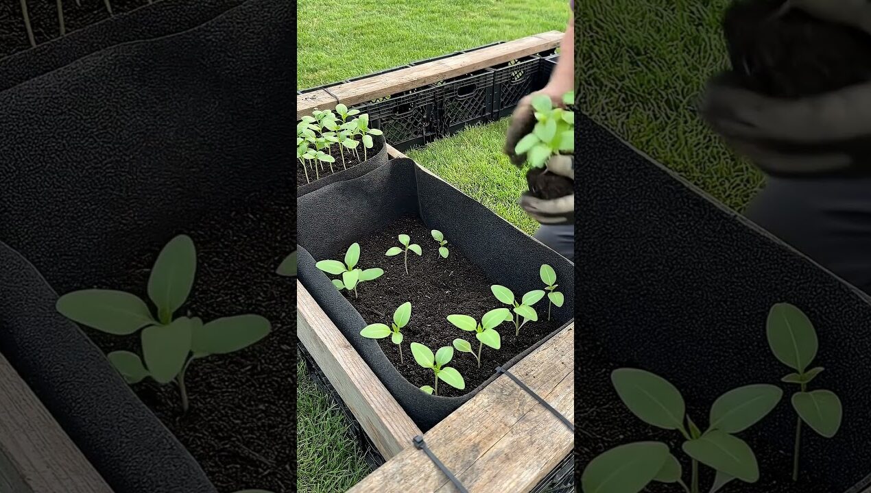 Grow Endless Strawberries! 🍓 DIY Plastic Crate Garden Hack