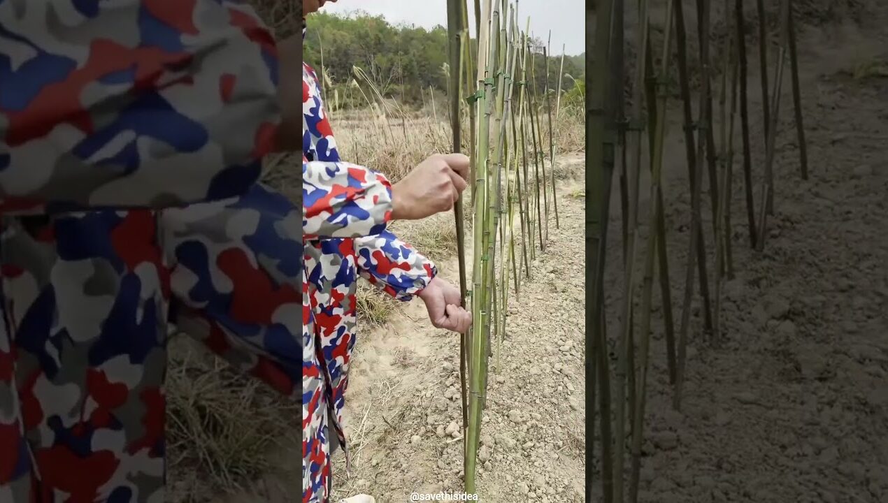 A smart clip and bamboo trick for building a quick garden fence. 🌿 #shorts #bamboofence #garden