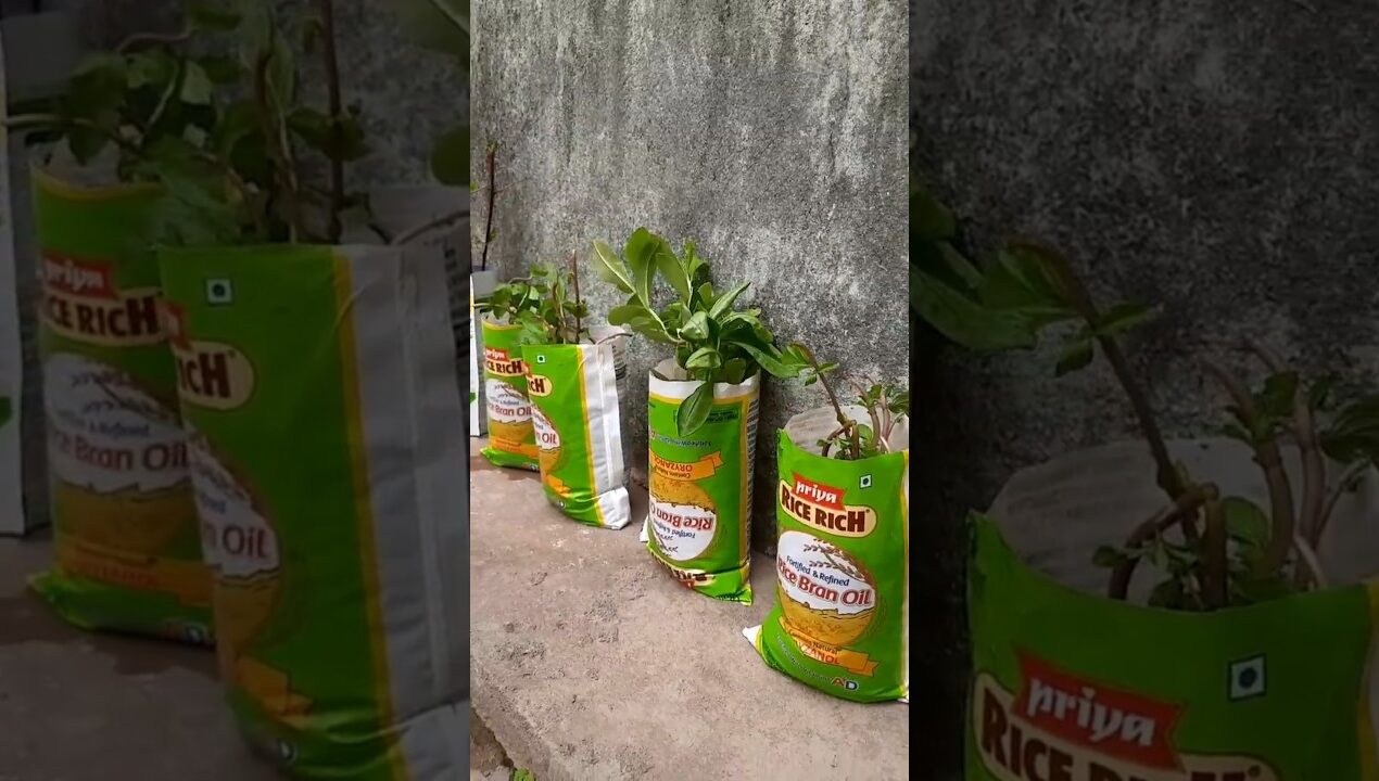 #oil packet plant ideas #diygarden #garden #plants #ytshorts #shortsviral #trendingshorts