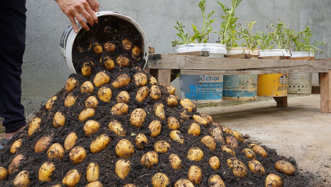 Using this method, You can grow potatoes all year round. Growing potatoes in plastic containers