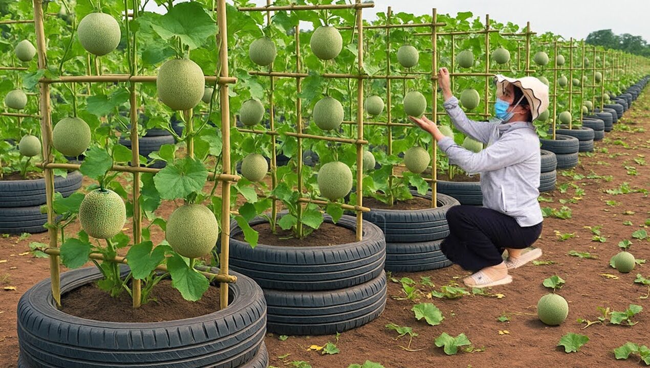 Old tires Don't throw them away! Grow cantaloupes this way!