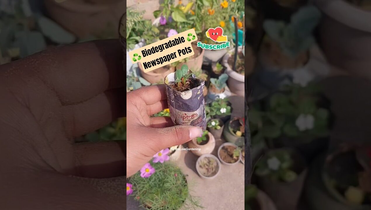 NOW! No Need of Seedling Tray 🙊❌️ #shorts #futurelovegardening #youtubeshorts #gardening #lupine