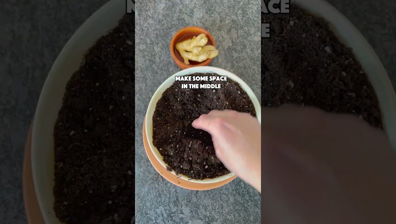Grow your own Ginger at home 💚