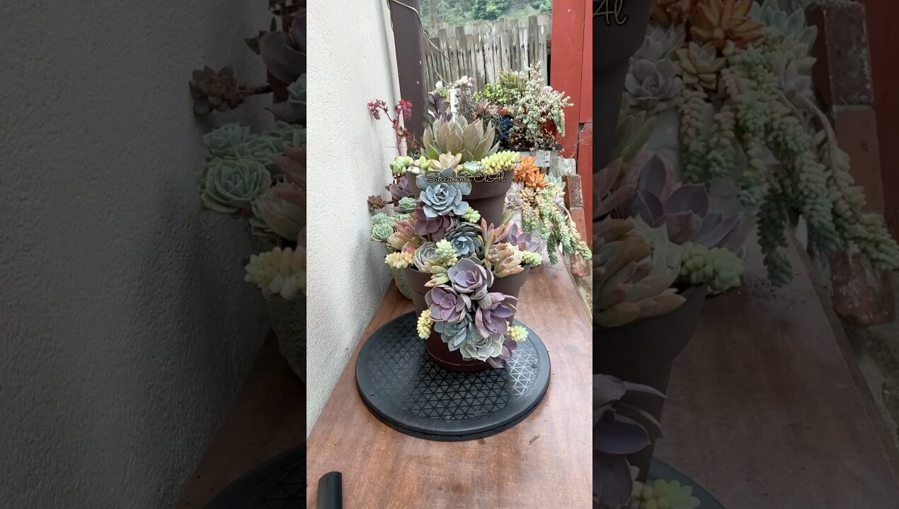 A DIY Succulent Arrangement With Recycled Plastic Planter🪴 #succulents #suculentas#diy#recycle