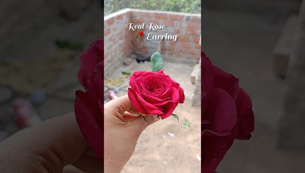 Real rose earrings…||#diy #craftyhome #craft #craftideas #craftideas #art #diyideas #diyearrings