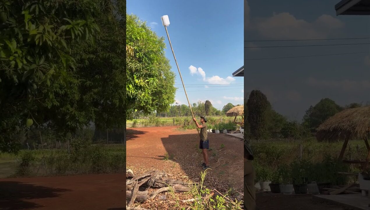 Diy.ที่สอยมะม่วง สอยผลไม้ จากแกลลอนพลาสติก #ideas #diy #ที่สอยมะม่วง 🙏🥰