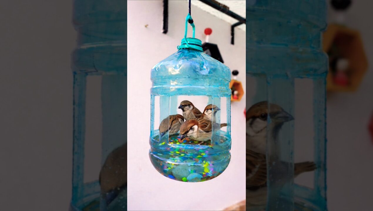 💁पक्षियों के लिए बनाया DIY 😍🥰❤️#poojagarden #youtube #shorts #yt #diy #birds #garden #bottel