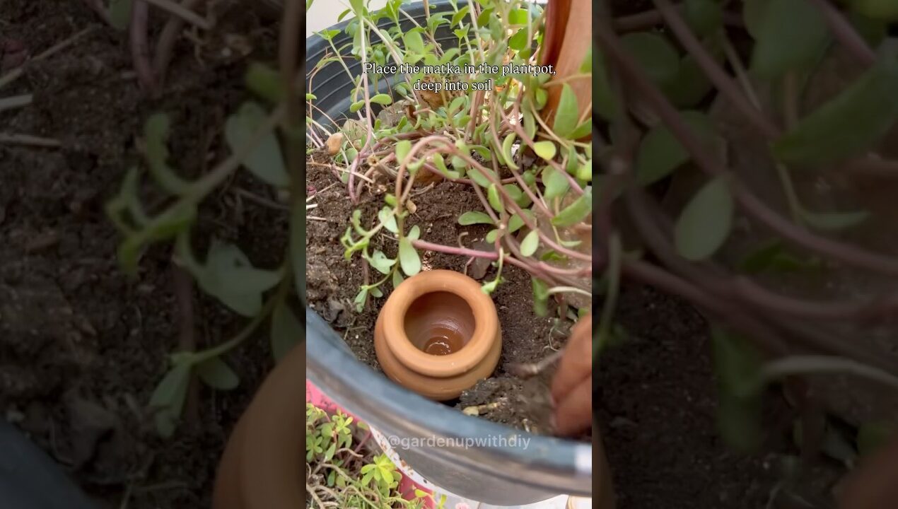 Thanks for 11 M+views Save plants in summer by keeping matka fill with water in pots #shorts