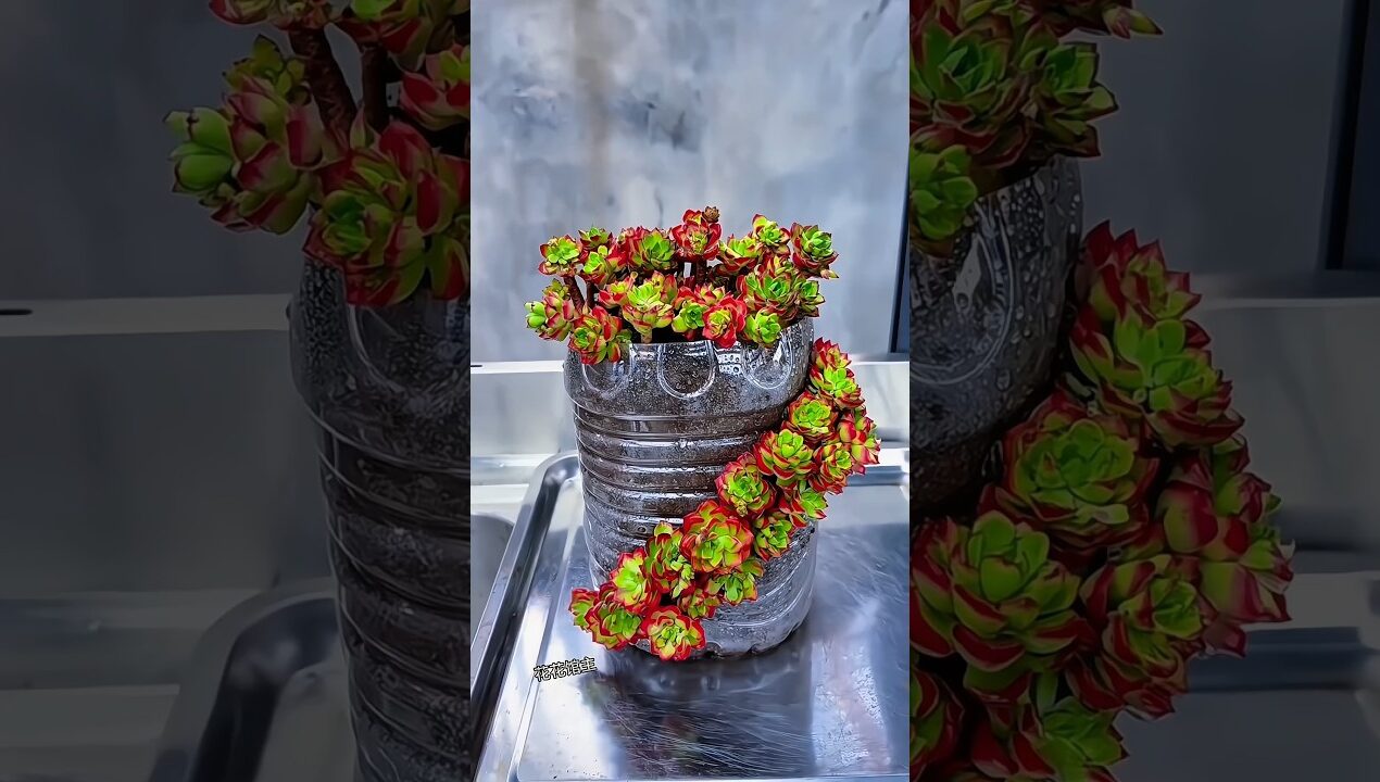 Amazing Succulent Garden in Plastic Bottle | Easy DIY Gardening Idea #Portulaca