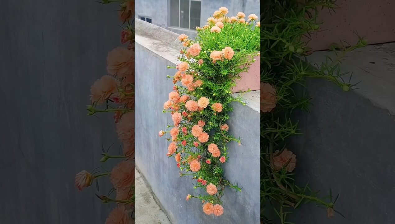 flower garden ideas #gradening #planting