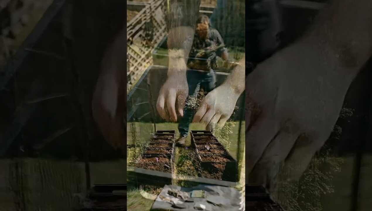 DIY Garden Archway: Turn Plastic Crates into a Purple Bean Tunnel! 🌱