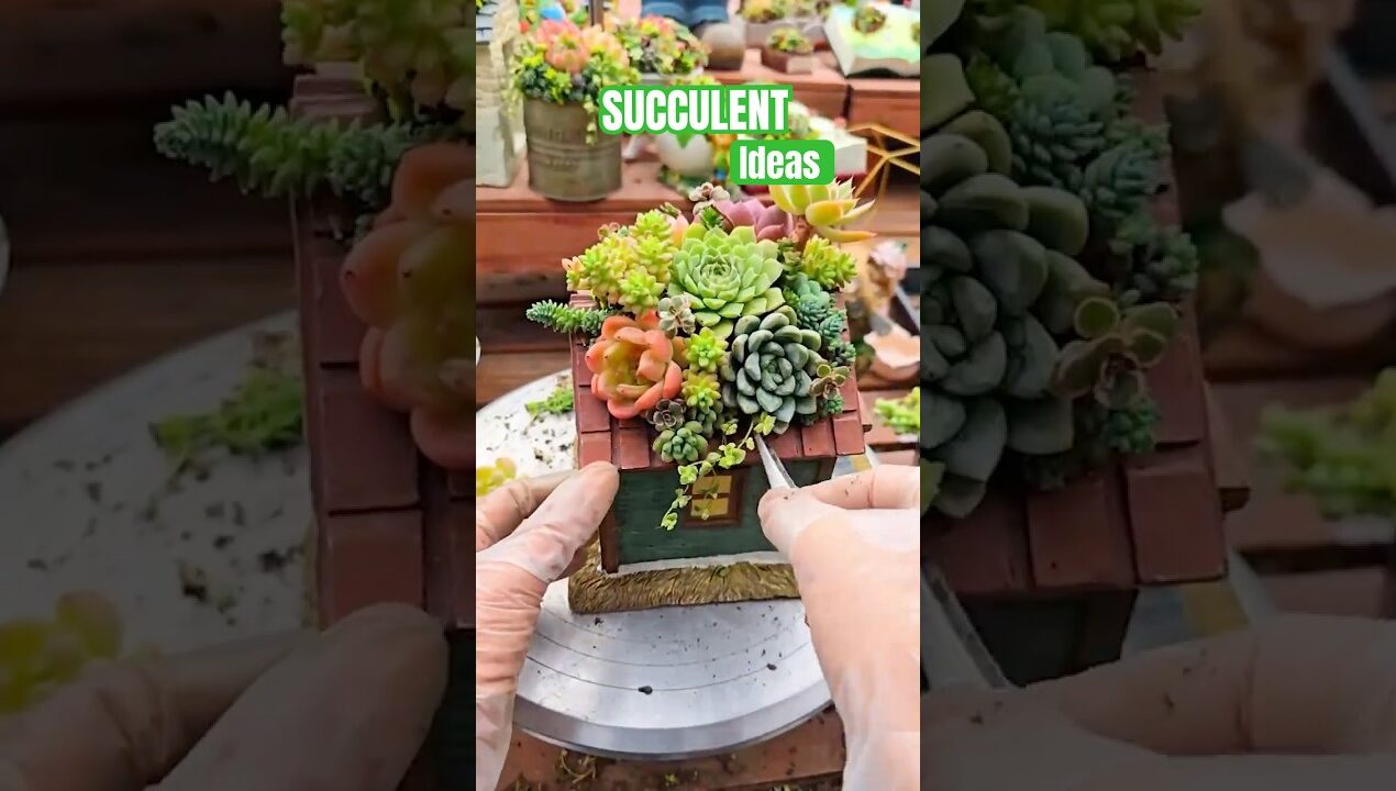 DIY Succulent Arrangement: Amazing Ideas for Your Home Garden Plants | 다육이 | 多肉植物