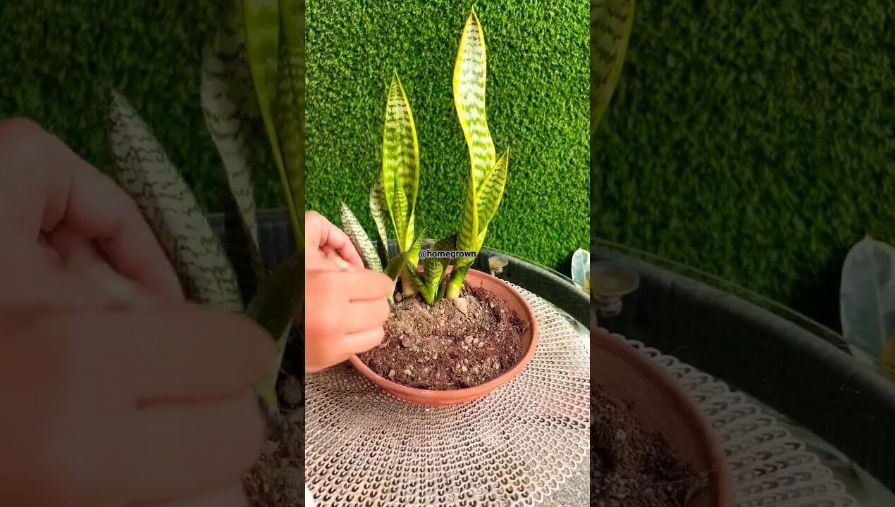 Tray Garden Idea || Miniature garden idea #snakeplant #topiary #miniaturegarden